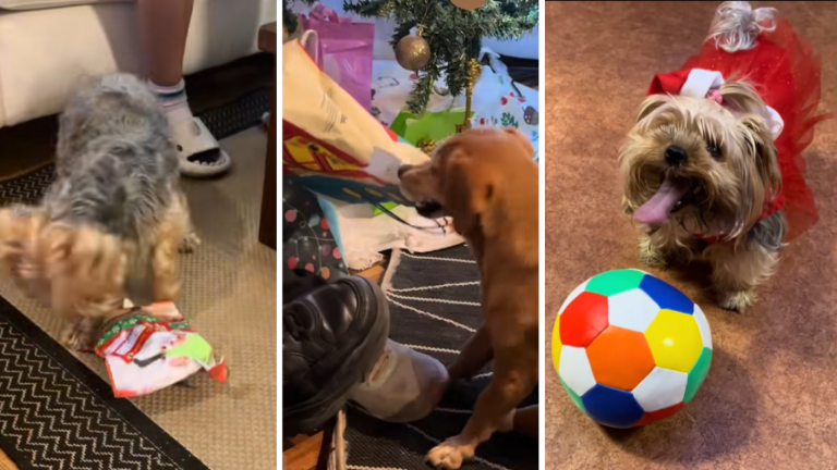 VIDEO | ”¡Para Cenicienta!”: Mascotas se viralizan en redes abriendo regalos de Navidad