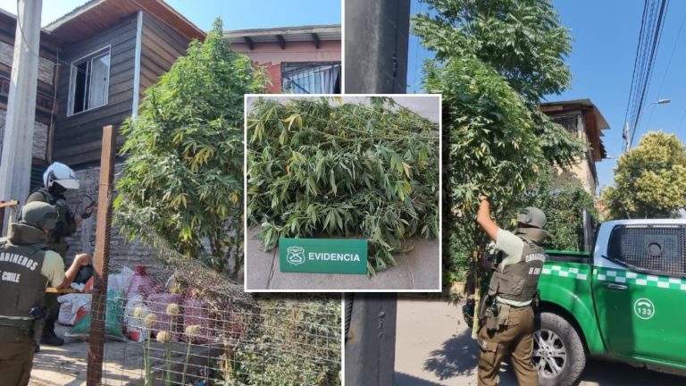 Insólito: Carabineros detecta “árbol navideño” de marihuana en plena vía pública