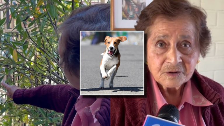 VIDEO | Justicia condena a vecina por ruidos molestos de su perro y la obliga a tomar medidas