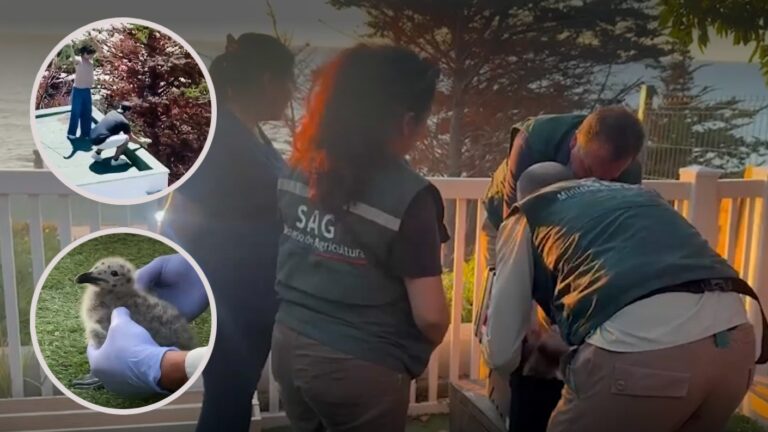 Así fue el rescate de polluelos que fueron lanzados al vacío en Maitencillo: Autores fueron detenidos