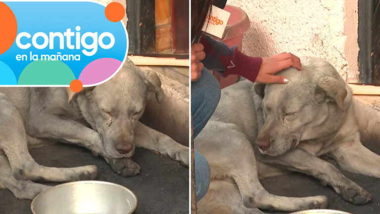 Emotivo momento de perrito en Contigo en la Mañana demuestra las secuelas del incendio en Lirquén