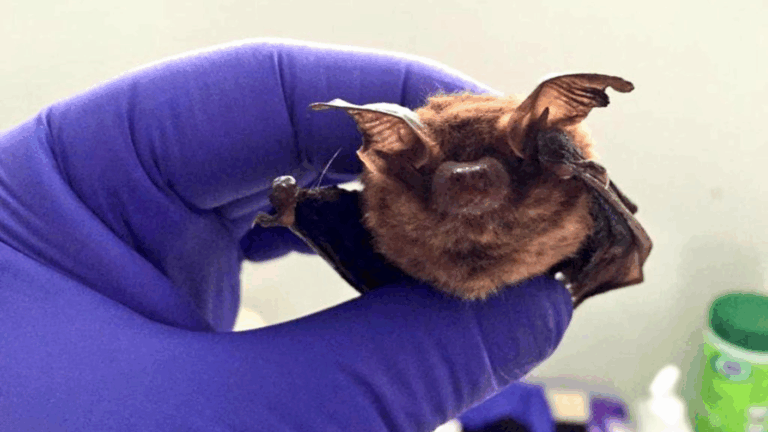 Alertan presencia de murciélago con rabia en centro de Los Andes: Así puedes evitar contagios