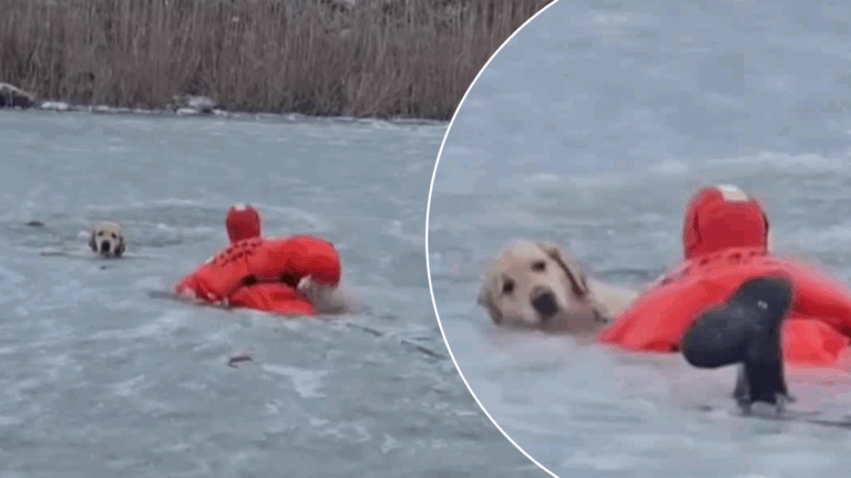 VIDEO | Heróico rescate a perro que sobrevivió atrapado en un lago congelado en EEUU