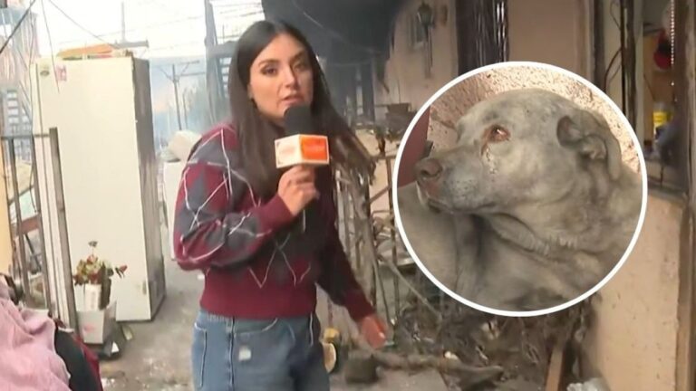 “Una imagen muy triste”: Perrito afectado por incendios en Lirquén conmovió a Contigo en la Mañana
