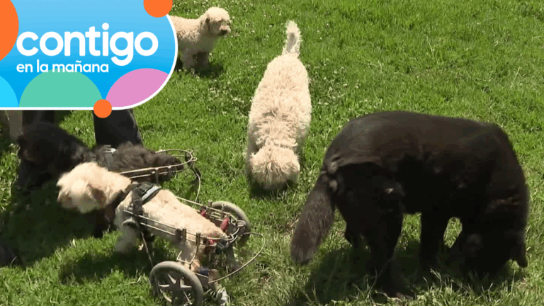 Fundación Chile Mestizo: Descubre a los adorables perritos en adopción y sus conmovedoras historias