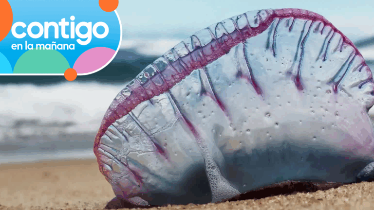 ¿Qué debo hacer si me pica una Fragata Portuguesa y cuáles son los síntomas que produce?