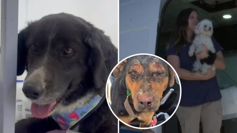 Familias buscan a sus mascotas extraviadas tras operativos de rescate por incendios forestales