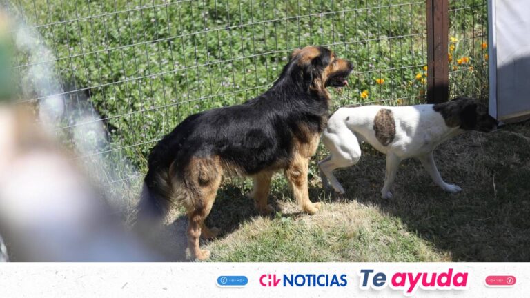 Lanzan plataforma para buscar mascotas perdidas por incendios forestales: Revisa cómo usarla paso a paso