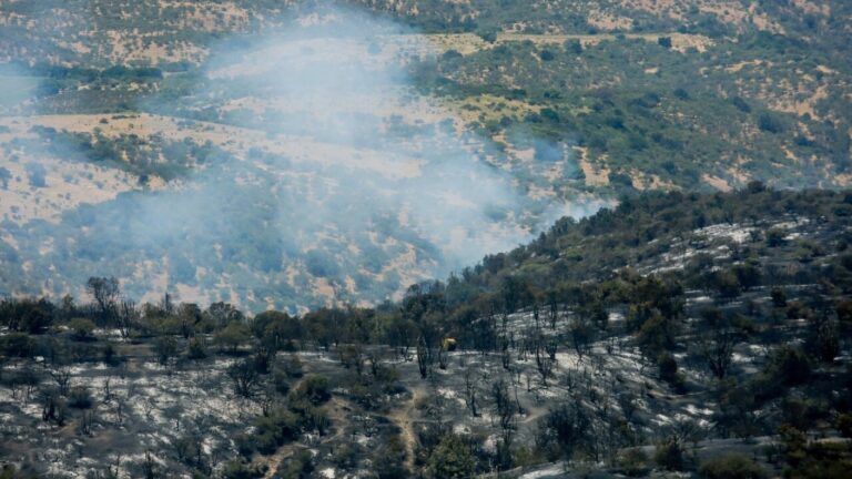 Senapred declara alerta roja por incendio forestal en San Nicolás: Solicitan evacuar la zona