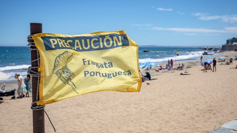 En pleno verano: Autoridades prohíben el baño de mar en playas de Concón y Algarrobo por fragata portuguesa