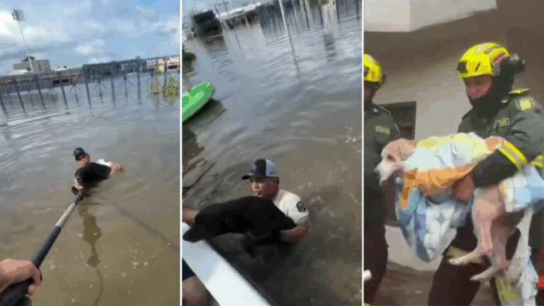 Estaban completamente aislados: Rescatan perros atrapados en las inundaciones de Colombia