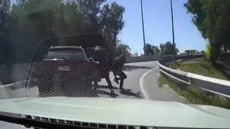 “Cuando vi que se bajaron…”: Habla conductor que atropelló a delincuente en intento de encerrona en Quilicura