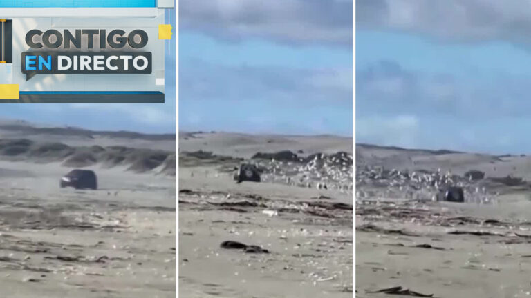 Indignación por conductor que atropelló aves en humedal de Mantagua: Acusan falta de fiscalización