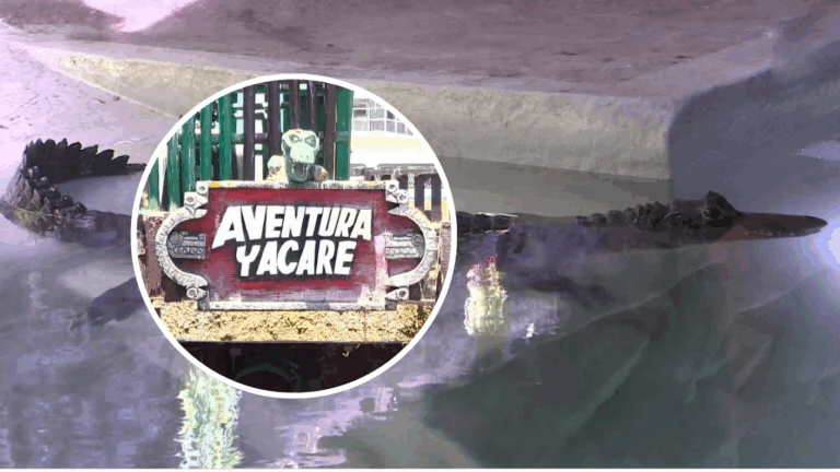 Yacarés en Playa Cavancha: Video abrió debate sobre cautiverio de fauna exótica