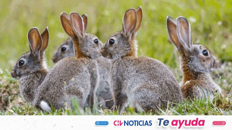 Alerta por plaga de conejos en Las Condes: Cuáles son los riesgos y qué dice el SAG