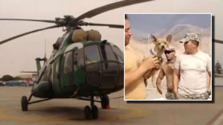 Abrazado a su dueño: Un chihuahua fue el único sobreviviente de accidente aéreo en Perú