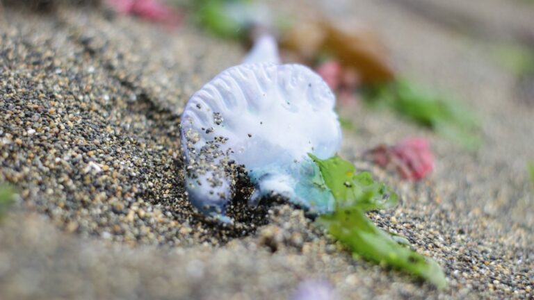Fragata Portuguesa en la costa de Valparaíso: Esto debes hacer si te pica y así puedes identificarla
