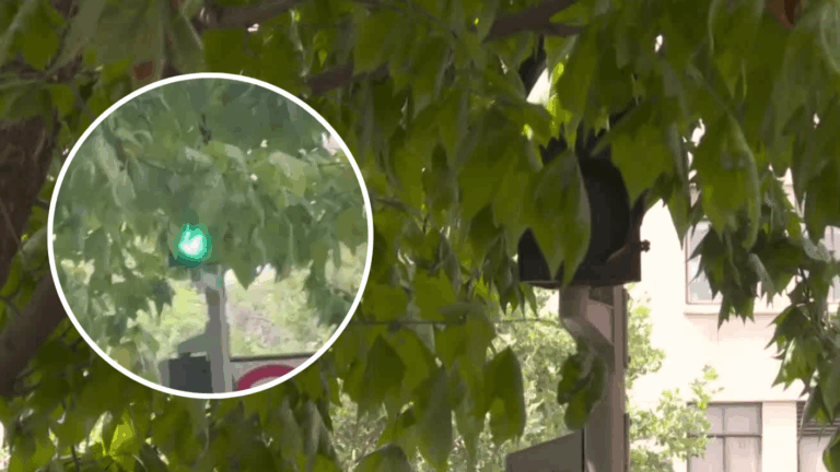 Semáforos tapados por árboles: el problema que afecta y denuncian conductores en Santiago