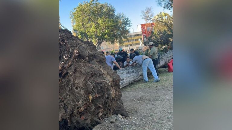Una persona murió y otra quedó herida tras caída de árbol en Parque Italia de Valparaíso