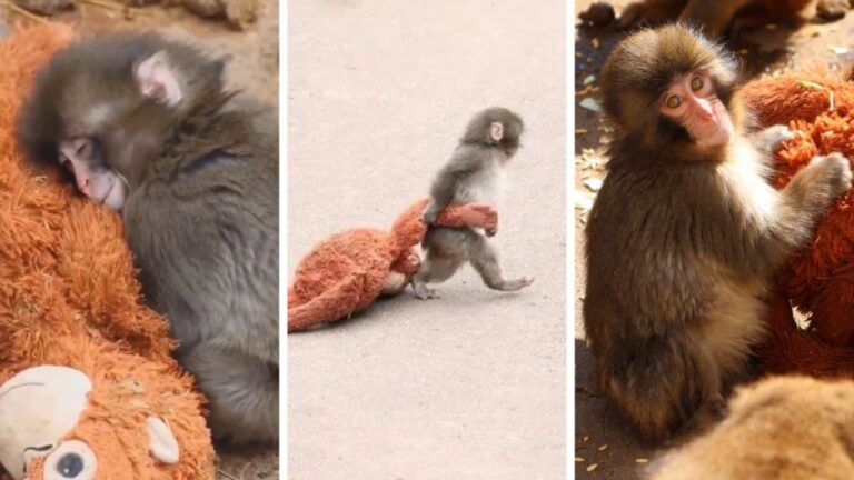 La conmovedora historia del monito que fue rechazado por su mamá: Buscó cariño en un peluche