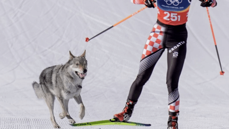 Peculiar momento en los JJOO de Invierno: Perro lobo cruzó la meta con medallistas de esquí de fondo