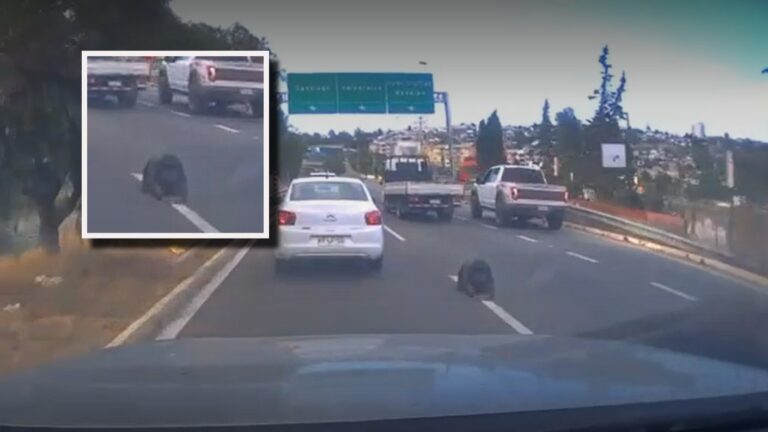 VIDEO | Captan a persona rezando arrodillada en medio de la carretera que conduce a Viña del Mar