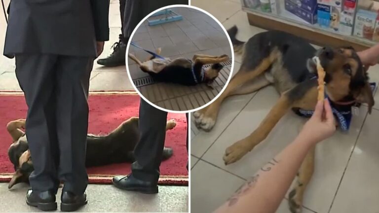 Sabe tomar micro, metro y le gustan los niños: Emiliano, el perrito del Cambio de Mando 2026 busca hogar