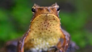 Luz verde a plan de conservación de ranitas de Darwin: Contraloría tomó razón del reingresado decreto