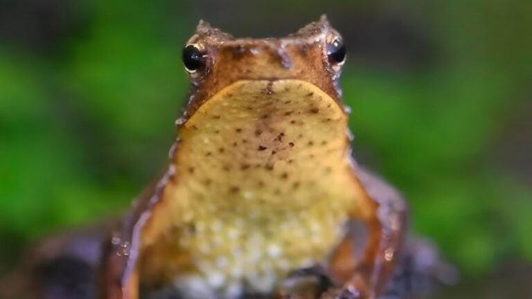 Luz verde a plan de conservación de ranitas de Darwin: Contraloría tomó razón del reingresado decreto