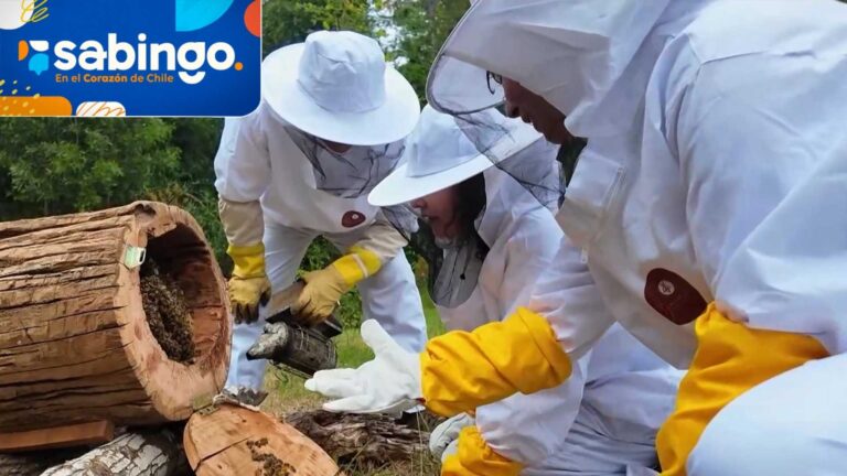 Tamara Acosta se emocionó con la historia de los “Morales Salazar” en Quecherehue | El valor de Chile | Sabingo
