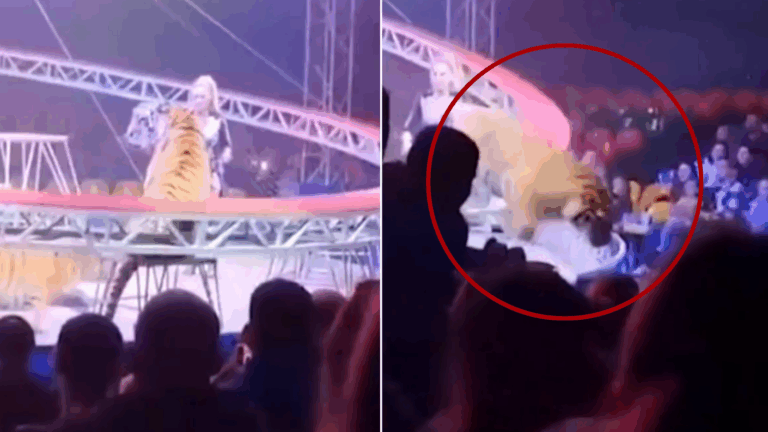 VIDEO | Horror en Circo: Tigre se lanzó sobre el público durante espectáculo