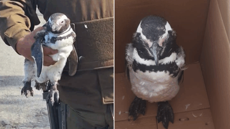 Carabineros rescató a pingüino herido en playa de Carelmapu: Arriesgaba ser atacado por perros