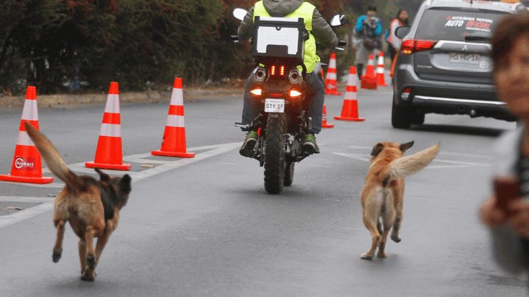 Conmoción en Chillán: Niña de 3 años muere tras ser atacada por perros