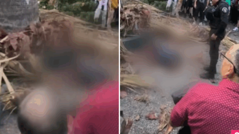 VIDEO | Adulto mayor es aplastado por ramas de palmera en Plaza de Armas