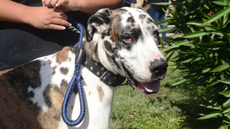 ¿Por qué retiraron la 