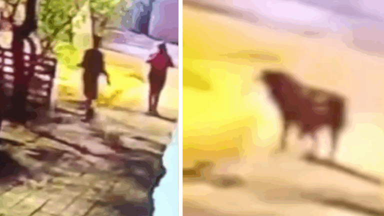 Mascota intentó defenderla: Captan momento exacto de asesinato a mujer en Santiago Centro