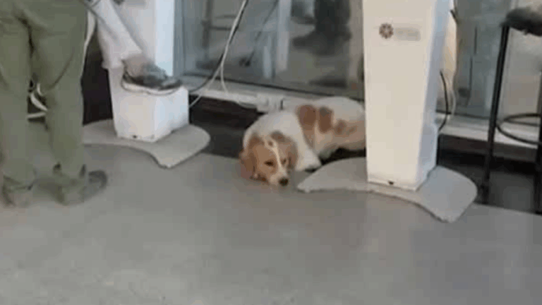 Debate por perros en el hospital de San Ramón: Médico sufrió ataque y piden reubicar animales