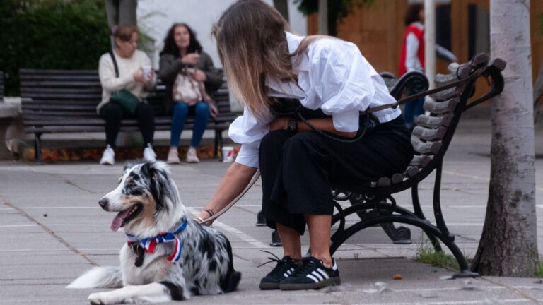 Gobierno retiró el nuevo reglamento de la “Ley Cholito”: Impedía mutilaciones estéticas en animales