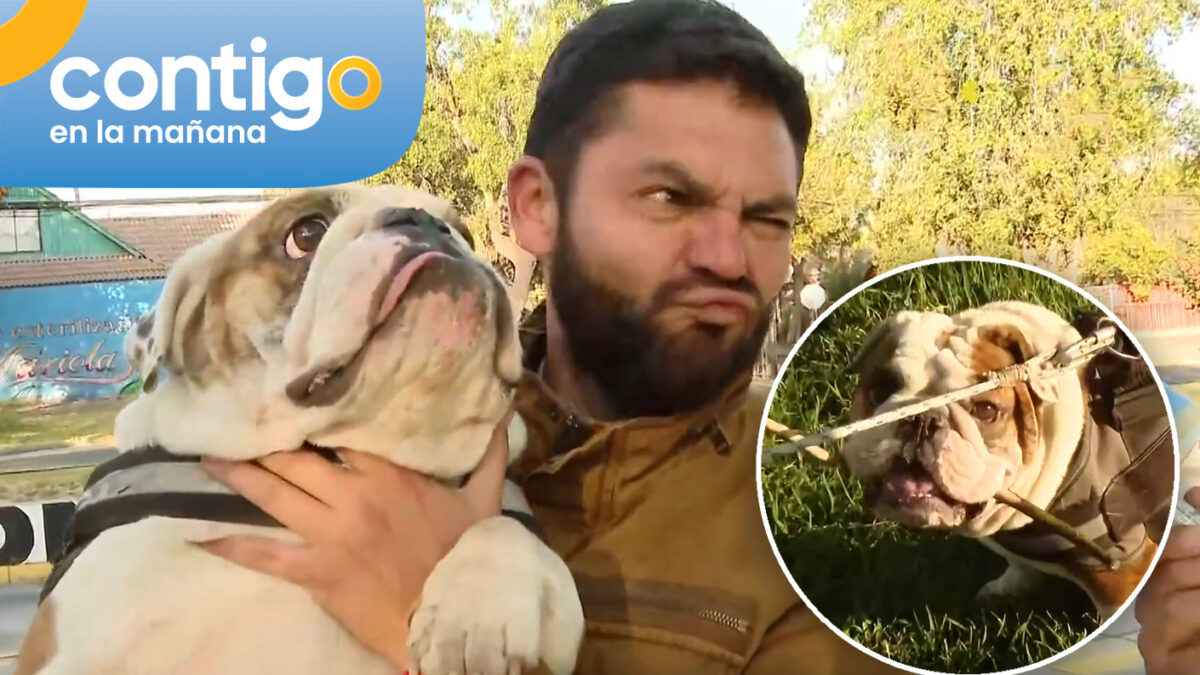 ¡Gino cayó a sus pies! Perrito cautivó al matinal con sus jugarretas durante fiscalización