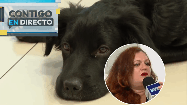 Madre denuncia que colegio prohibió ingreso de perro de contención que ayuda a su hija: “Está descompensada”