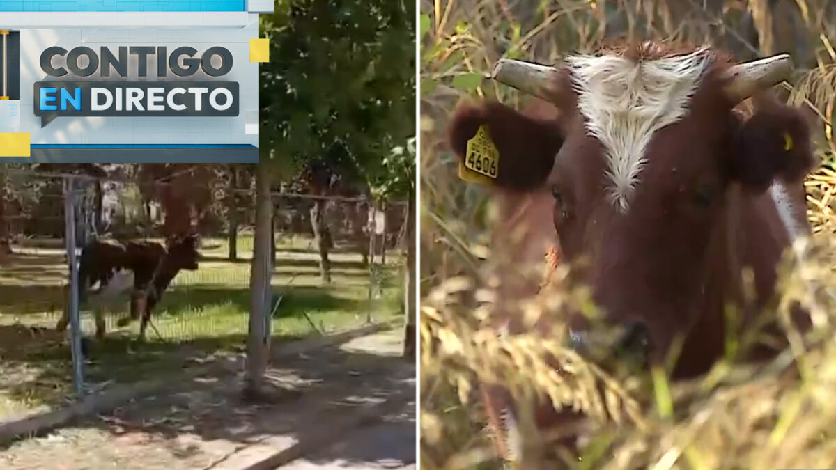 Insólito hallazgo: Toro permanece en el interior del colegio en Cerrillos desde hace tres días