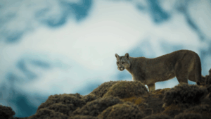 Siete años de rodaje entre la Patagonia y el Ártico: así se realizó “Extremos de las Américas”