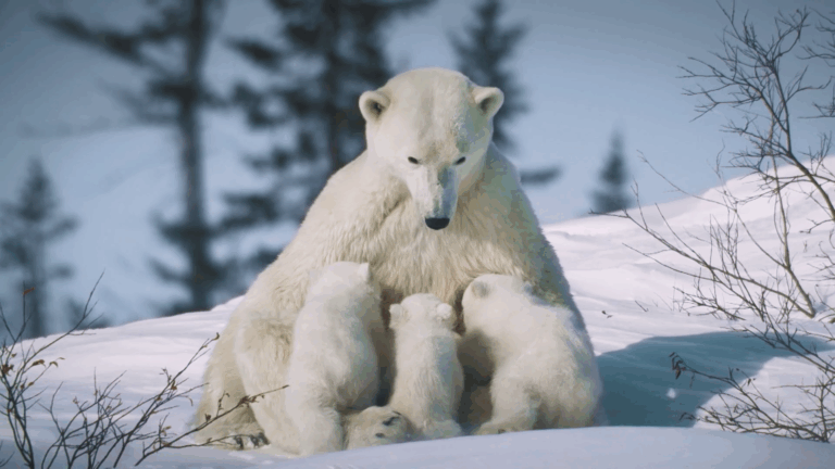 De la Antártica al Ártico: las impactantes locaciones de “Extremos de las Américas”