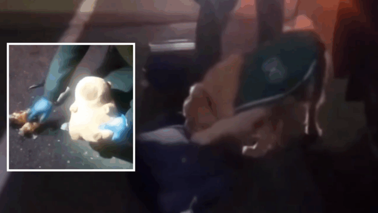 Tenían más de 100 ovoides: Detienen a dos mujeres por transportar cocaína dentro de un capibara a Puerto Montt