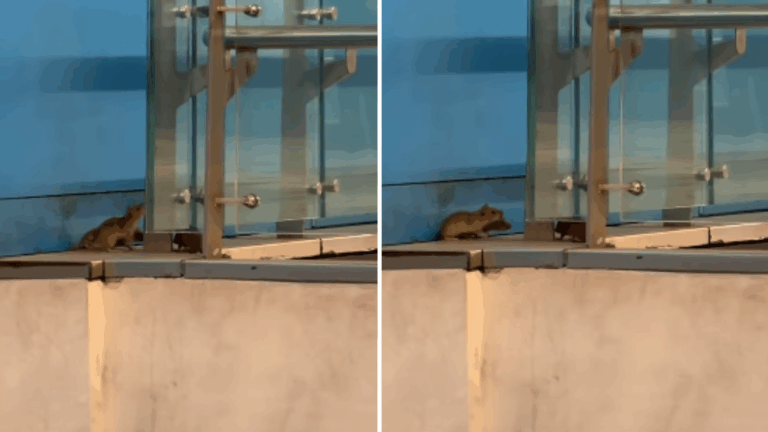 VIDEO | Captan a ratones en estación de Metro: Esto respondió la empresa