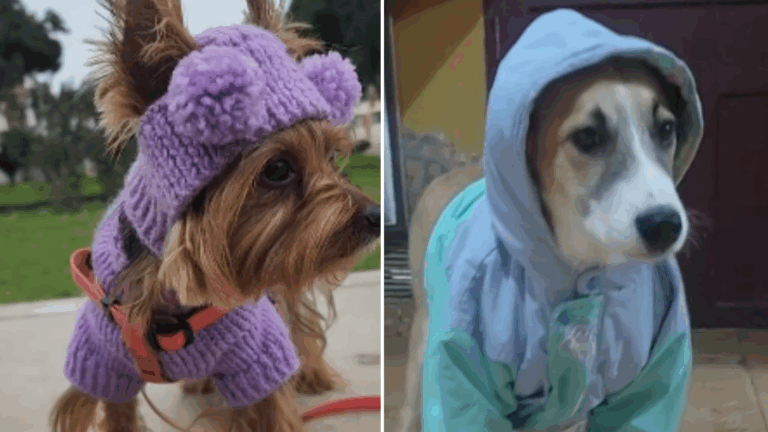 Ropa para perros en invierno: Expertos dicen cuándo es necesario usar