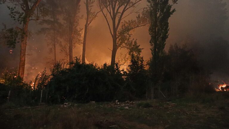 Senapred solicitó evacuar zona de la región del Biobío por incendio forestal