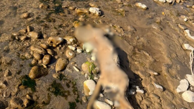 Puma fue baleada: Encuentran cadáver del animal con 25 perdigones cerca de San José de Maipo