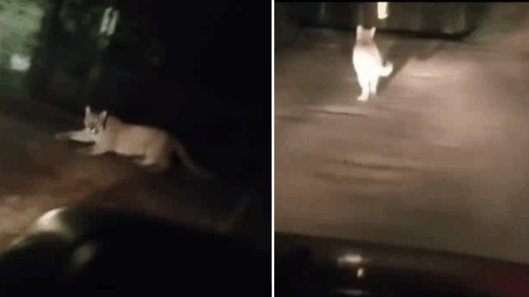 VIDEO | Captan avistamiento de segundo puma en Paine en menos de 48 horas