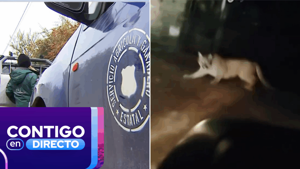 No descartan presencia de un tercer puma: Amplio operativo en Paine por nuevo avistamiento en menos de 48 horas